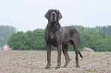 DOGUE ALLEMAND 452